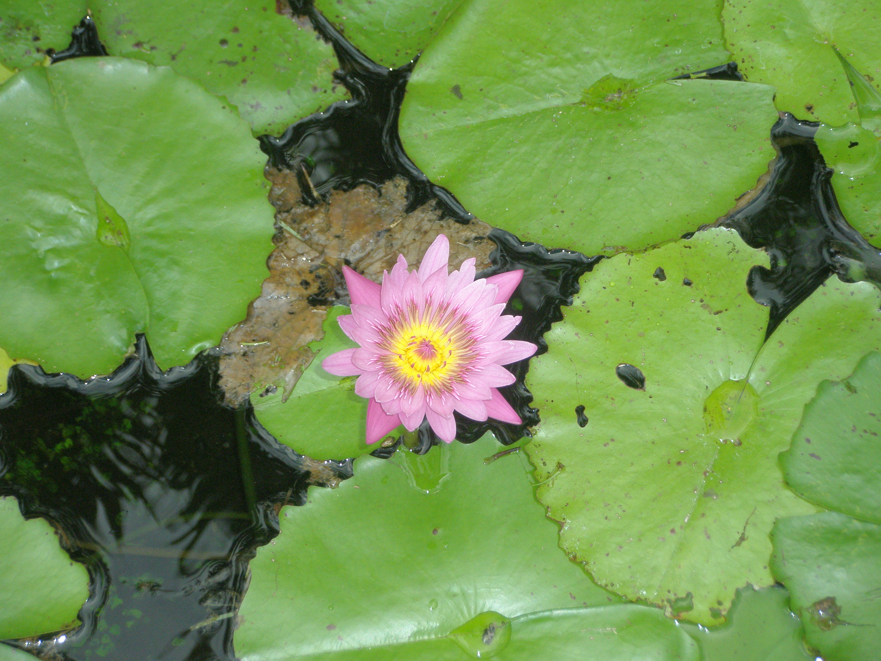Pink flower in a water lily pond