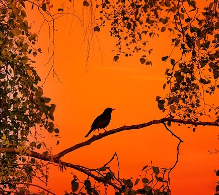 Blackbird sitting on a tree branch with a brilliant orange sky in the background.